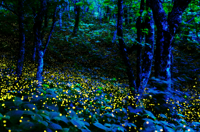 ホタルの群れイメージ
